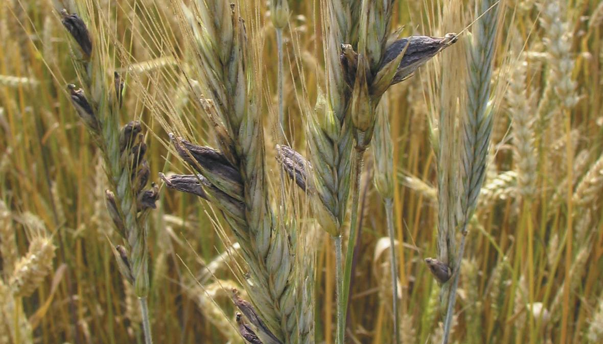 Спорынья используется в медицине. Спорынья (claviceps purpurea). спорынья (claviceps purpurea tulasne).. claviceps purpurea – спорынья пурпурная. спорынья рожь.