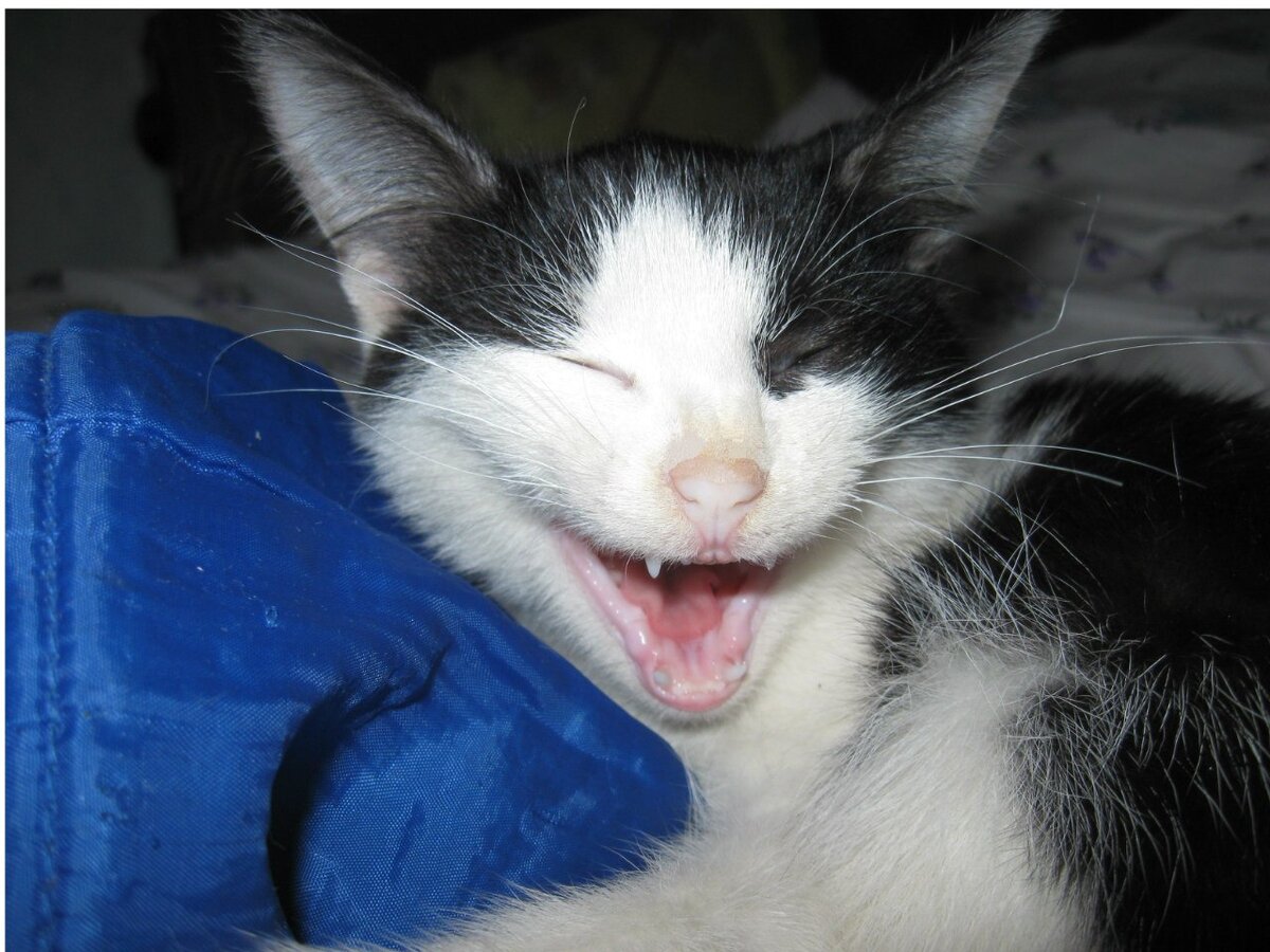  Этот котик пришел к нам перед самым новым годом. Как раз за несколько дней до этого привезла маму из Москвы после сложной операции на мозг. Все были в стрессе от пережитого страха за жизнь мамы и в страхе, как оно всё будет дальше... Восприняли его появление как знак, что всё будет хорошо!
 Возраст? Примерно было ему чуть больше 2 месяцев. Был необычайно разговорчив. В дневное время предпочитал проводить время у коно-нибудь на коленях, в ночное время почти до года спал рядом или на мне. Видимо, когда его отняли от матери-кошки, он пережил сильный стресс, поэтому очень долго, почти до 3 лет Гриша "посасывал" шерсть на своем пузе. От этой привычки в районе пупка у него было огромное рыжее пятно, которое не отмывалось ни мылом, ни шампунем. 
Когда был маленьким, Гриня всегда оповещал особо пронзительными криками, что ему надо в туалет. И, таким образом, очень облегчил нам процесс его приучения справлять дела в лоток. Лотком в первые полгода до весны пользовался исправно, без единого промаха. А весной, когда пришло тепло и стали оставлять двери-окна нараспашку, Гриша узнал, что такое улица. Мы волновались, как пройдут его первые прогулки. Переживали, что вдруг он уйдет далеко от дома, заблудится или вдруг собаки чужие. Но, как выяснилось, Гриша на улице был очень пуглив и насторожен. Всегда имел несколько вариантов путей отхода и бегства. Да и все собаки спокойно относились к гуляющим котам. Знаю на примере котов на самовыгуле, живущих в соседних многоквартирных домах. Коты полёживают на прогретой земле, готовые в любой момент задать стрекача, а собаки просто проходят мимо.
продолжение следует

😒
  
 
