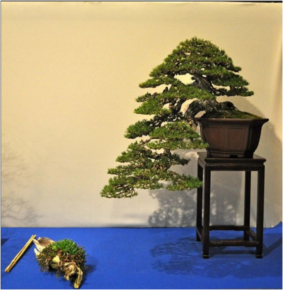 Каскадная сосна на выставке Noelanders Trophy (Бельгия). 2012 г.  
Источник: https://yamadori.co.uk/2012/02/06/the-best-tree-at-noelanders-trophy-xiii/
