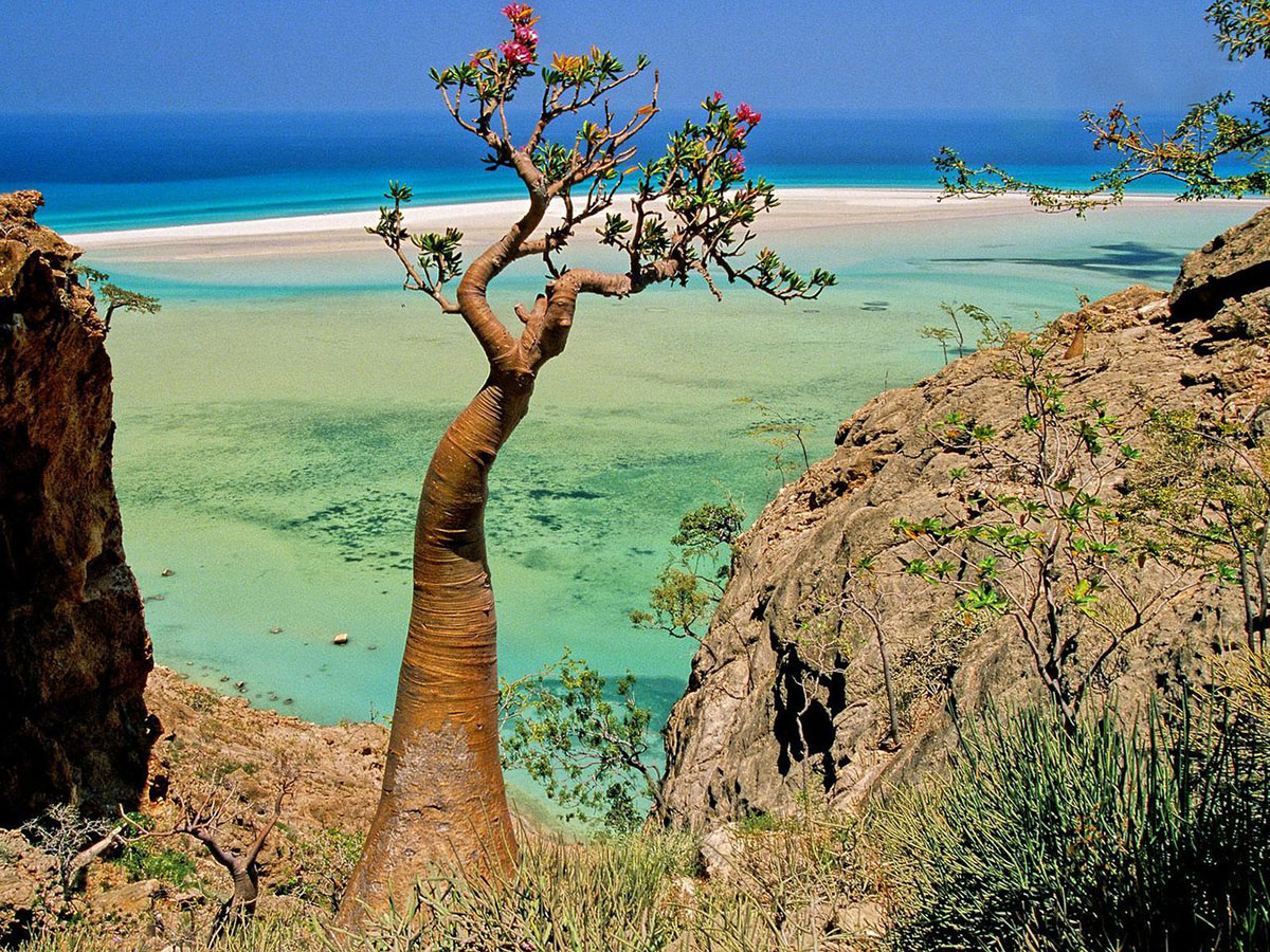 Остров Сокотра Йемен. Природа острова Сокотра. Остров Сокотра (Socotra), Йемен. Сокотра (Мухафаза).