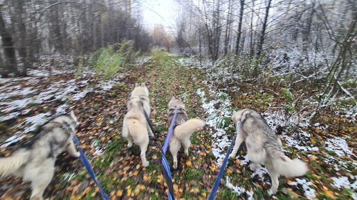 Монохромная прогулочка с воспитанными хаски👌🐺