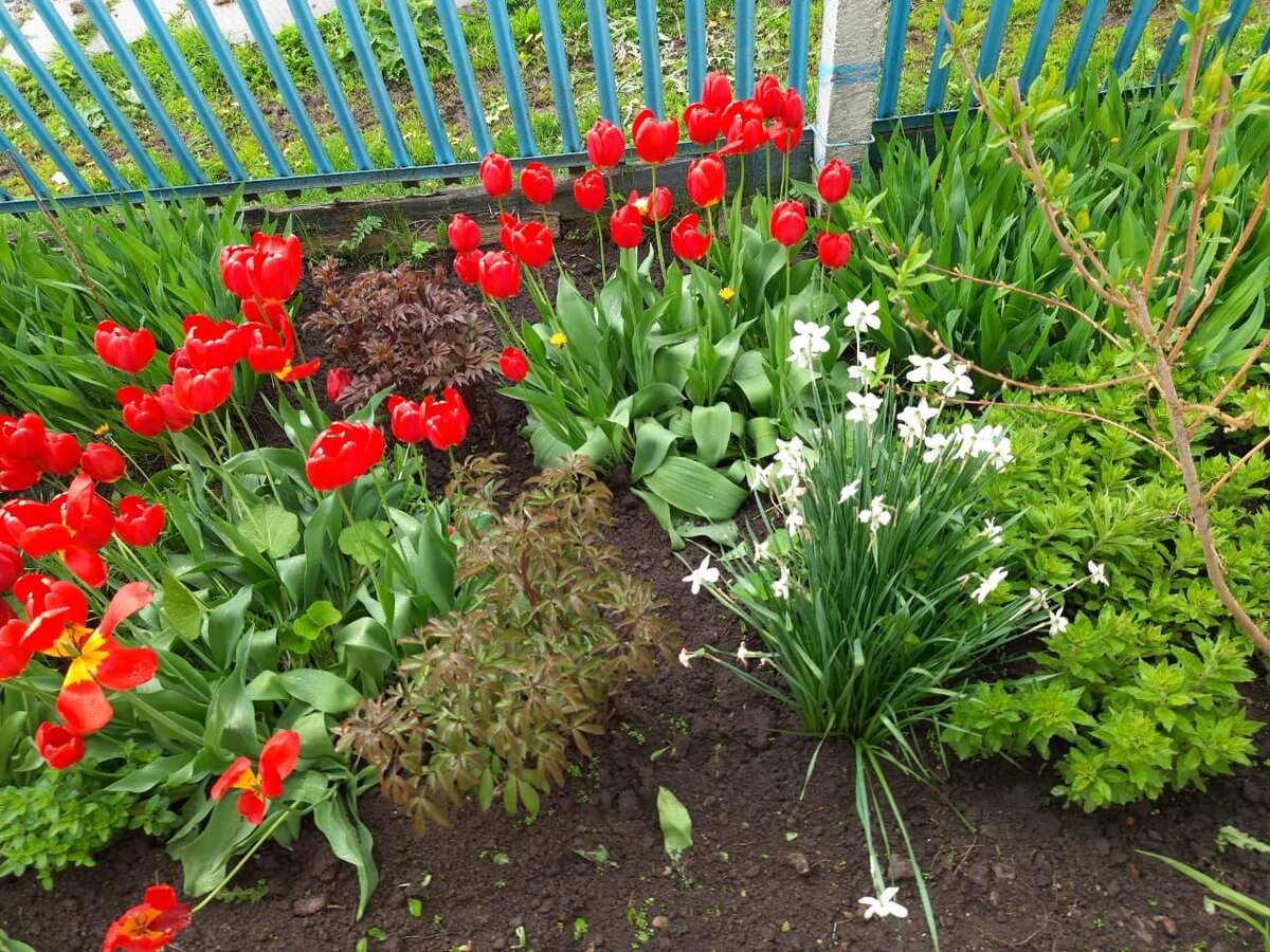 Палисадник весной