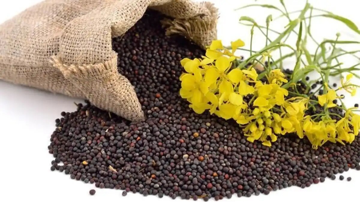 Фото:agrolink.by