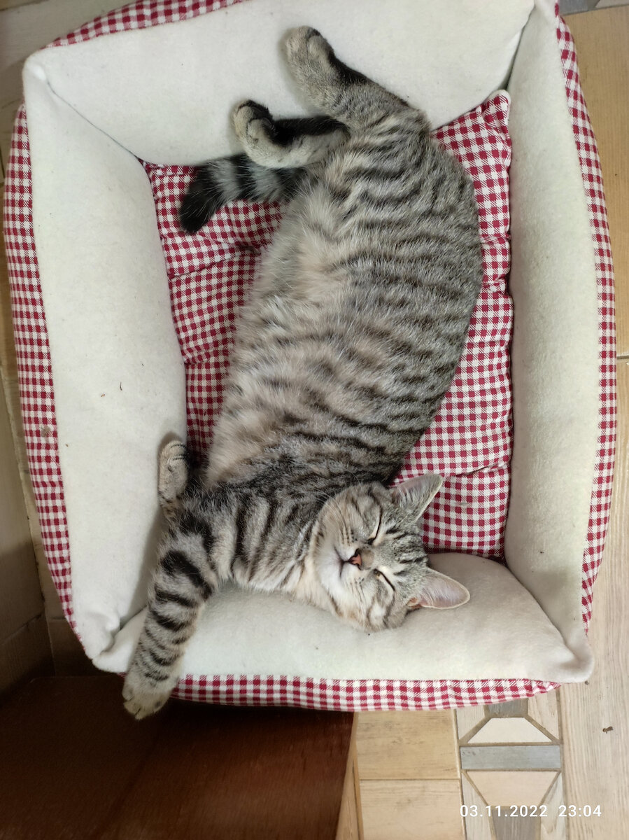 Убеждаюсь каждый вечер с 21.00. Все коты ночью охотятся и не дают никому спать, потому что громыхают и прыгают, как угарелые. 23.04 четверг Мы ещё не спим.