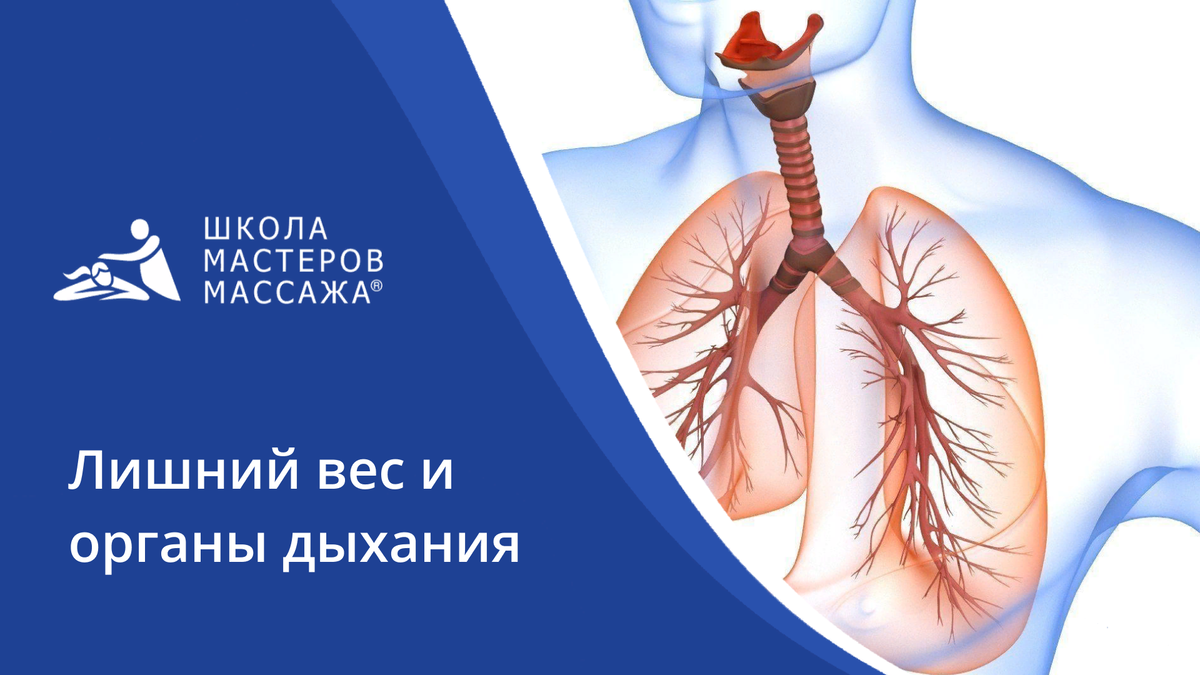 Лишний вес = неправильная работа организма | Школа мастеров массажа |  СПБ/МСК | Дзен