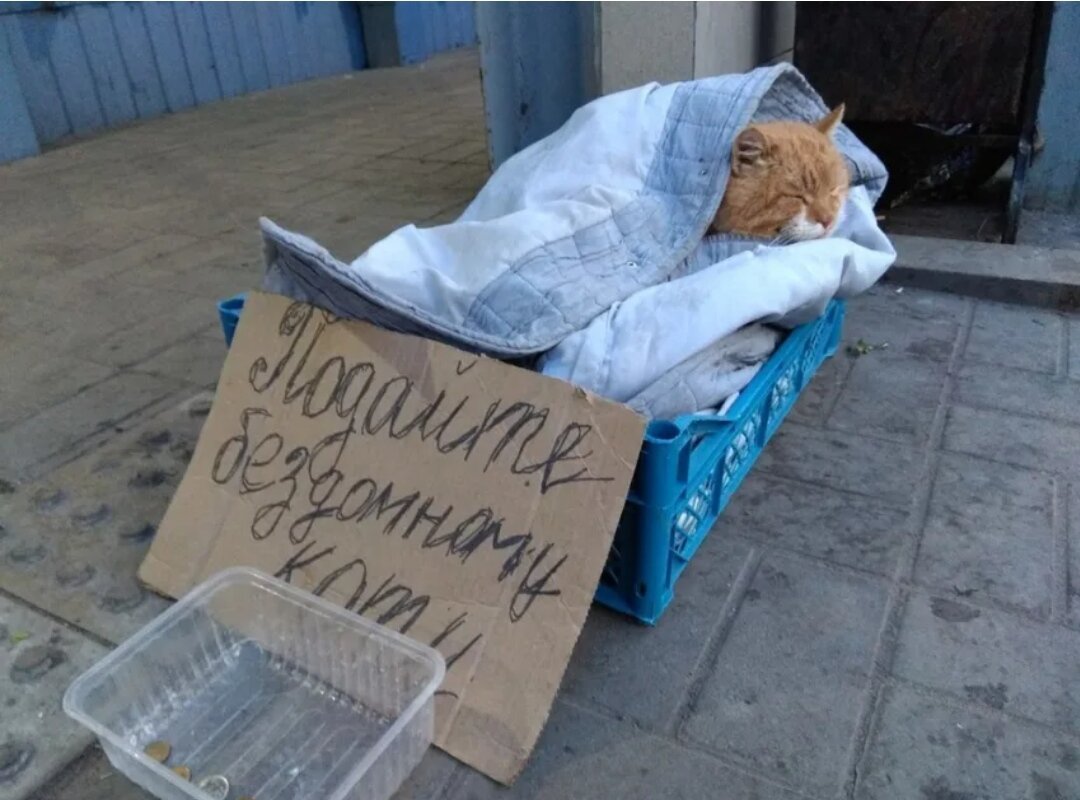 Подайте на пропитание картинки прикольные