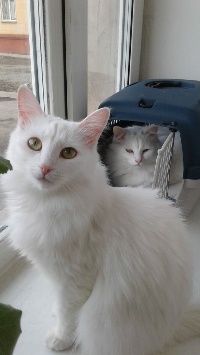 Беляш и Салли (на втором плане Беляш)