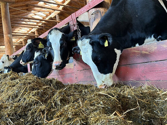     фото минагропрома архангельской области