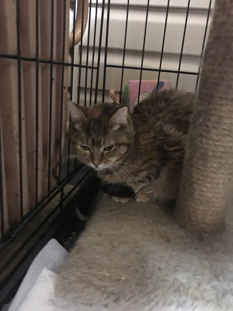 Покажи приют для кошек на улице. Грустный стих про котика.