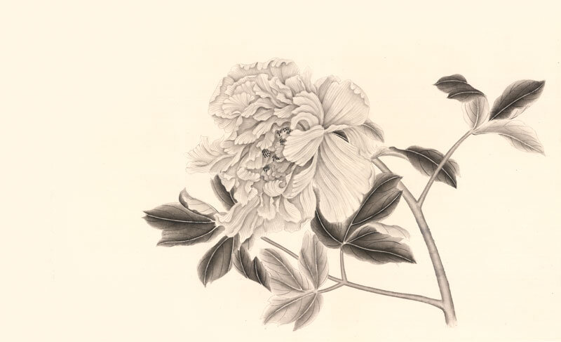 Пион, 2017, живопись тушью.