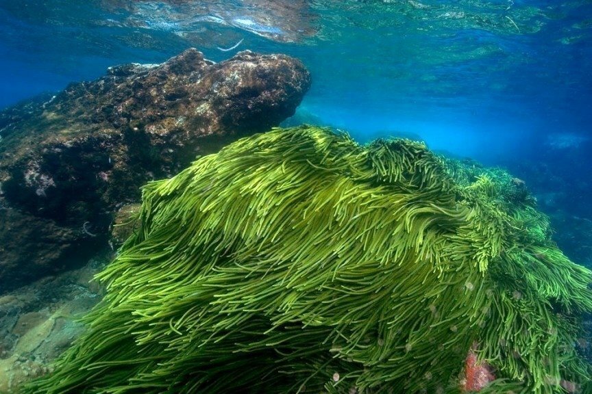 Многоклеточные водоросли Тихого океана. Морские водоросли спирулина. Arthrospira водоросли. Диатомеи водоросли Тихого океана.