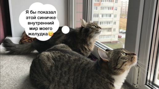 марсик и вася дзен. марсик и вася дзен. марсик и вася. марсик и вася дзен. лев и марсик уфа.