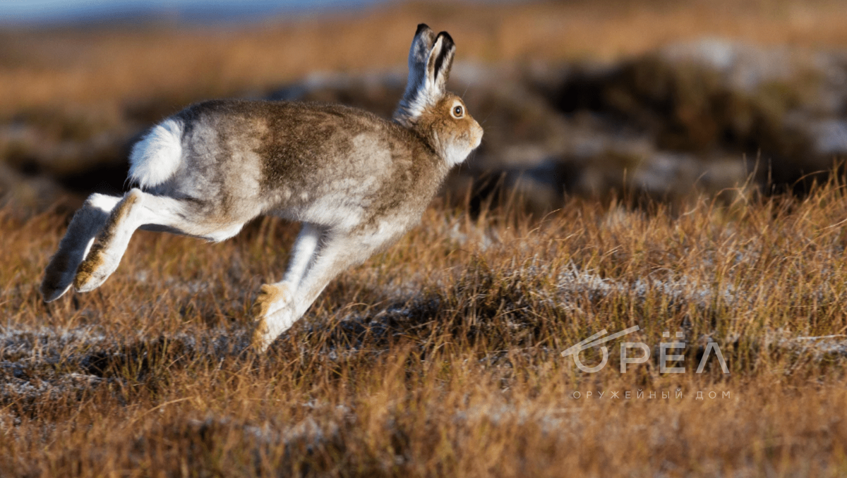 Фото с сайта zaxvostom.com