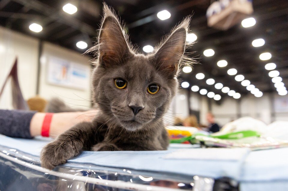     В Томске открылась международная выставка породистых кошек. Олег ЗОЛОТО