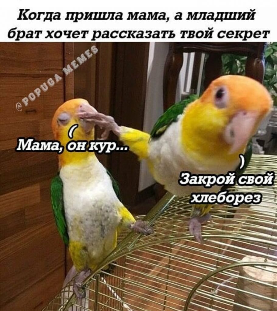 Бедный попугай его заткнули лапой! Я негодую!