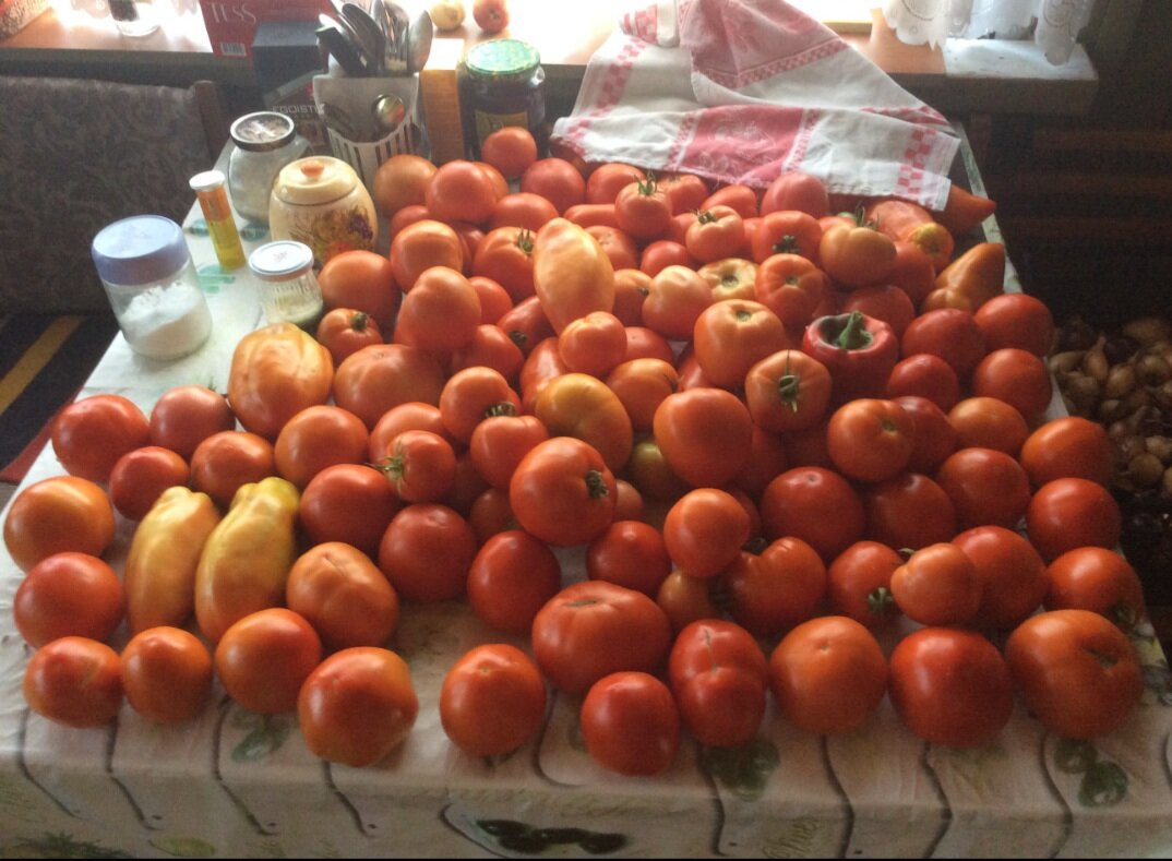 Томат Санрайз и Корнабель