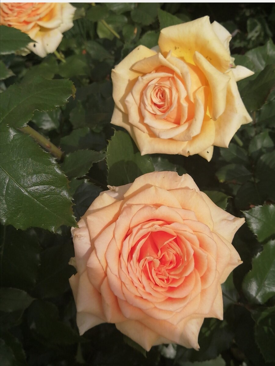 Роза Ashram. Фото автора.