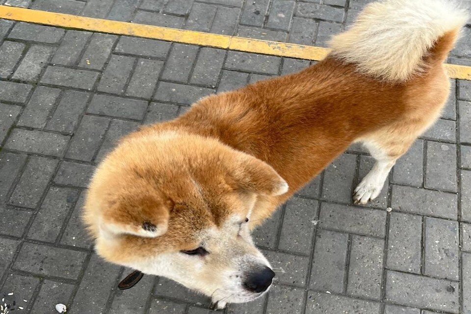     Пес неделю ждал хозяев, пока его не забрали волонтеры. Фото: телеграм кота Мостика.