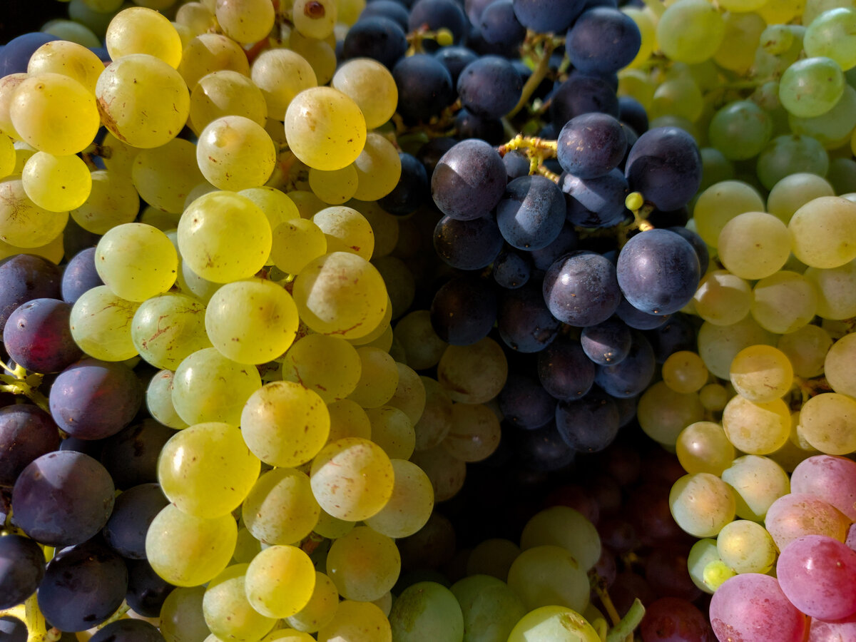 Many grapes. Чем полезен виноград. Лимонад базар виноград. Loop виноград.
