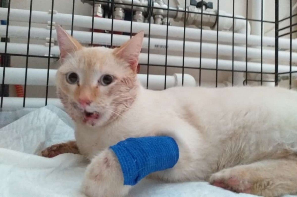    В Твери спасли сбитого кота со сломанной челюстью