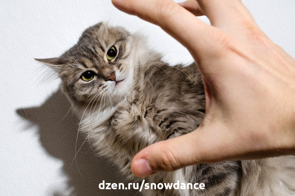 Почему кошка кусает своего хозяина и как это остановить? | КотоВедение |  Дзен