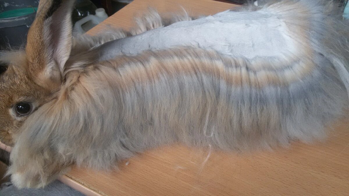 Пуховый кролик на стрижке. 