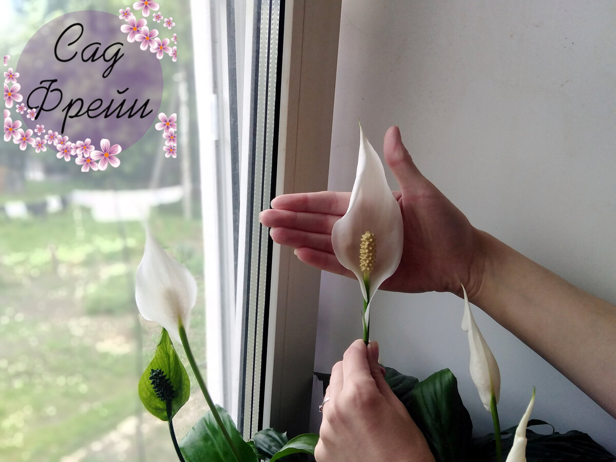 Цветок спатифиллума стал и шире, и выше