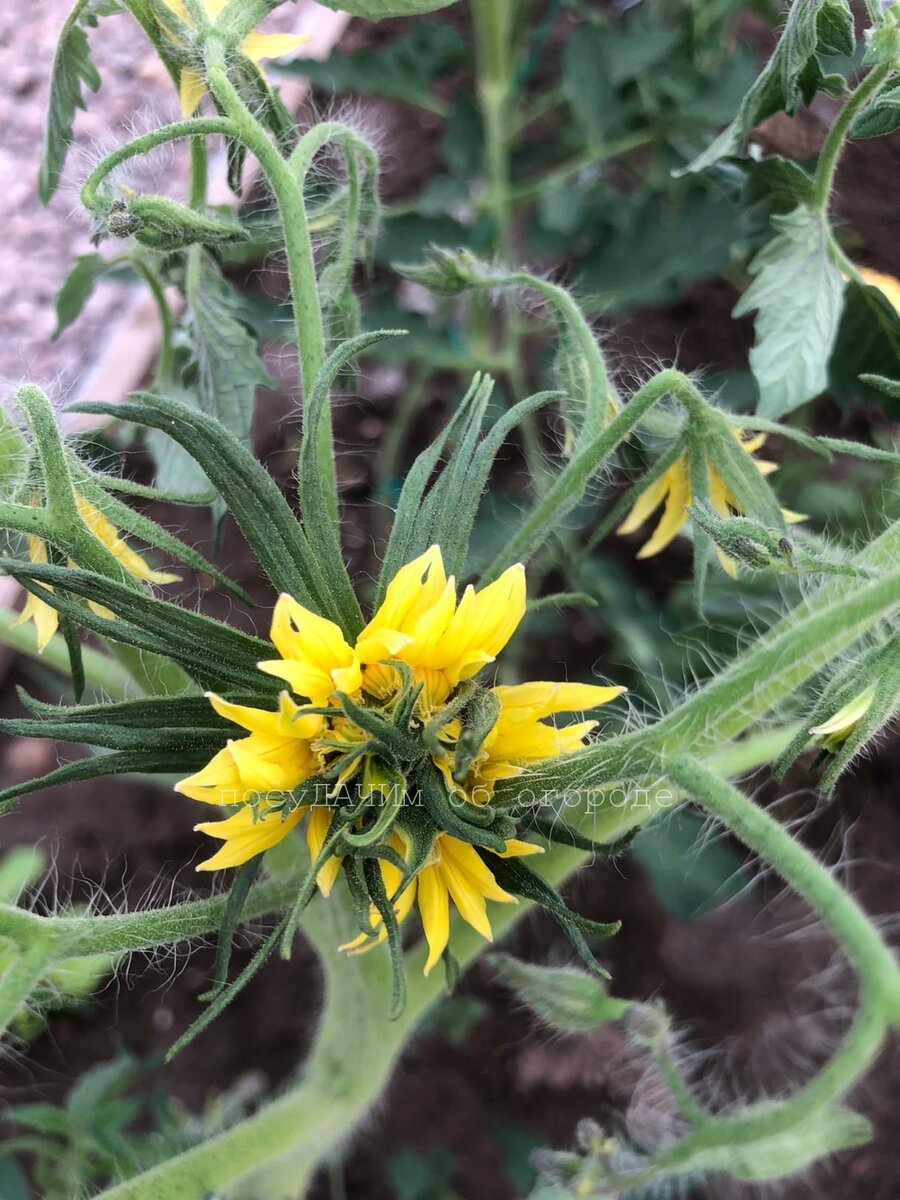 Как выглядит махровый цветок (листайте вбок)