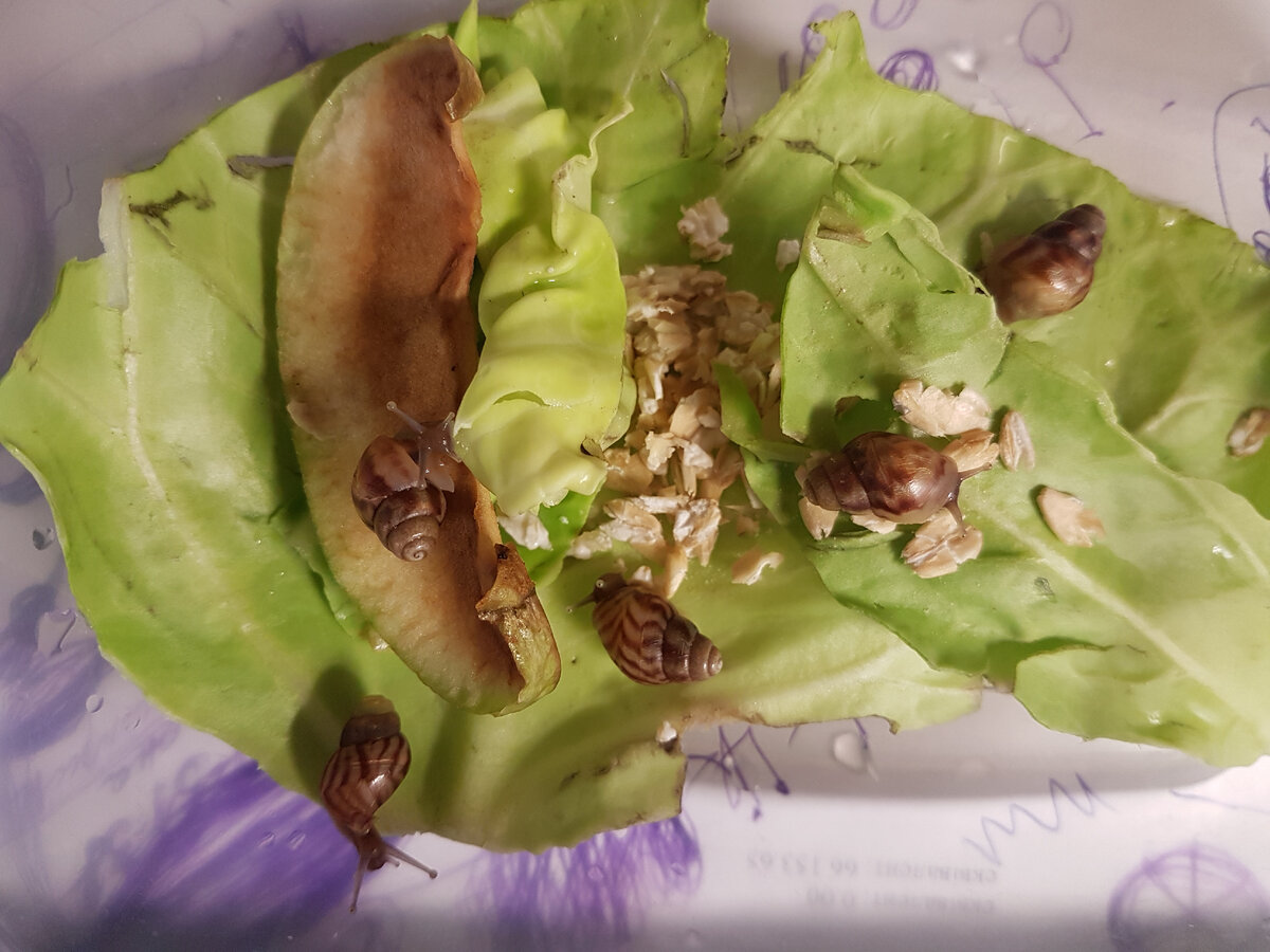 Улитята 🐌. Фото из архива автора