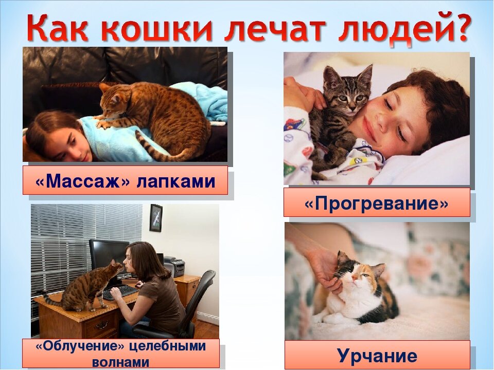 Мистический лекарь: кот лечит человека | Деревенские горожане | Дзен