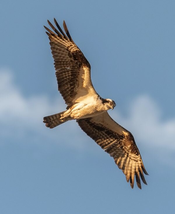  Фото автора Nigam Machchhar: Pexels
