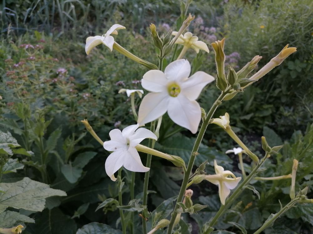 Сем Пасленовые Solanaceae табак крылатый Nicotiana alata