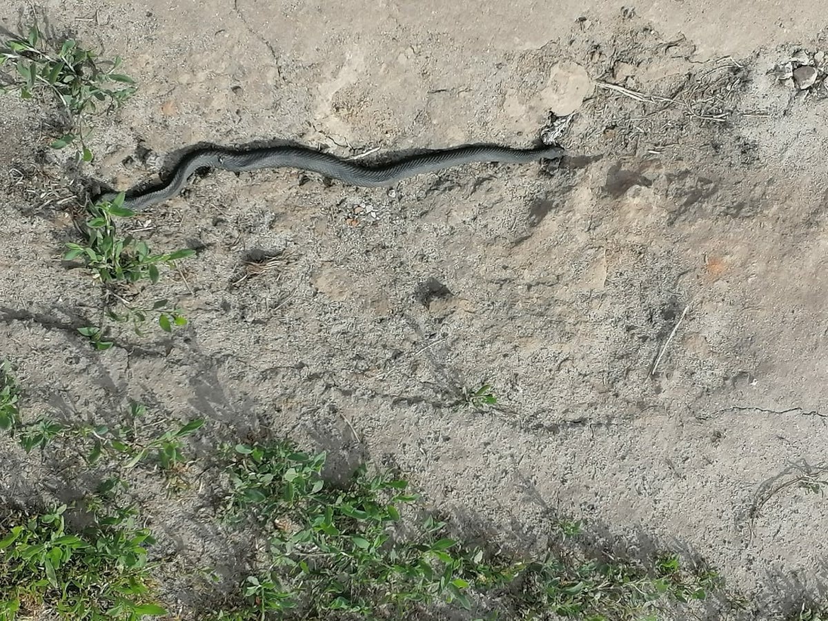 Гадюка мертвая.