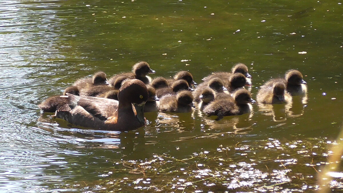 18 утят хохлатой чернети