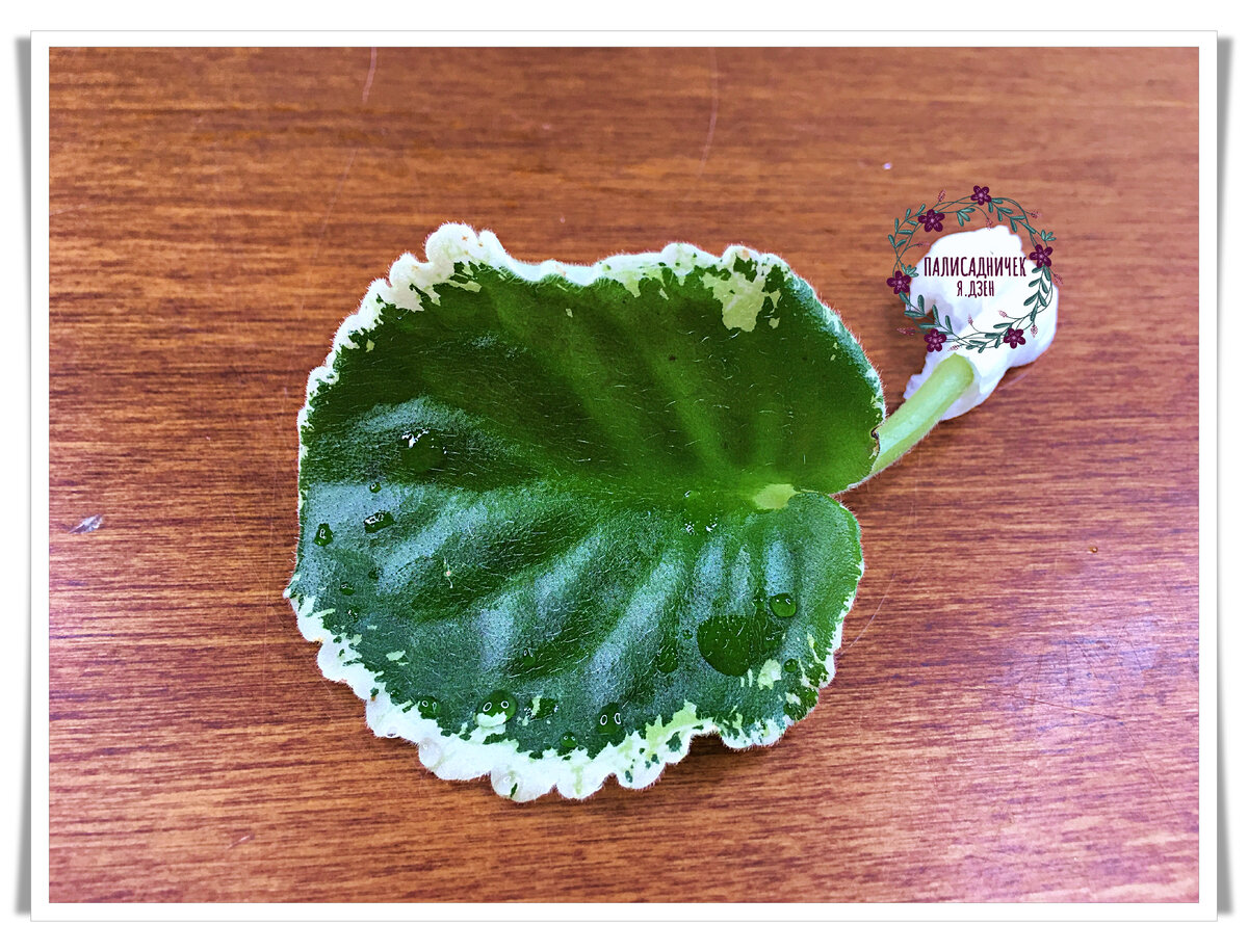 Ну и домой принесла, естественно :)