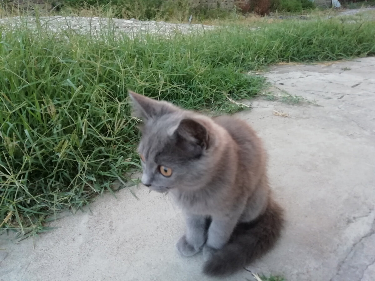 В жизни всё прекрасно🐈