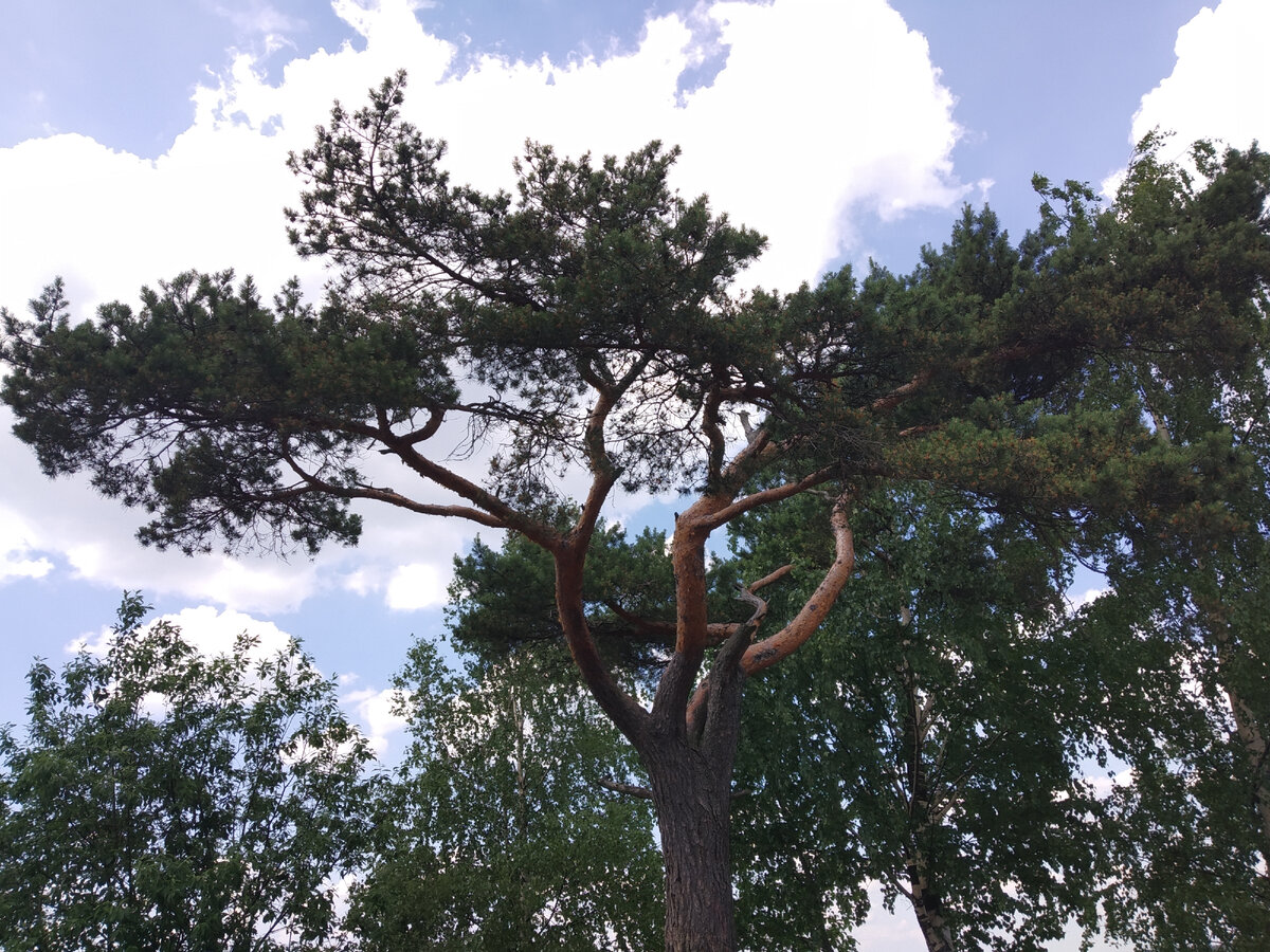 Деревья в Кавголово. Фото автора