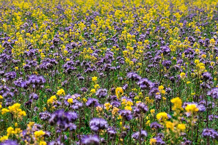 Фацелия донник сидерат. Мульча сидераты. Кулисные сидераты. Сидераты поле. Сидераты поле.