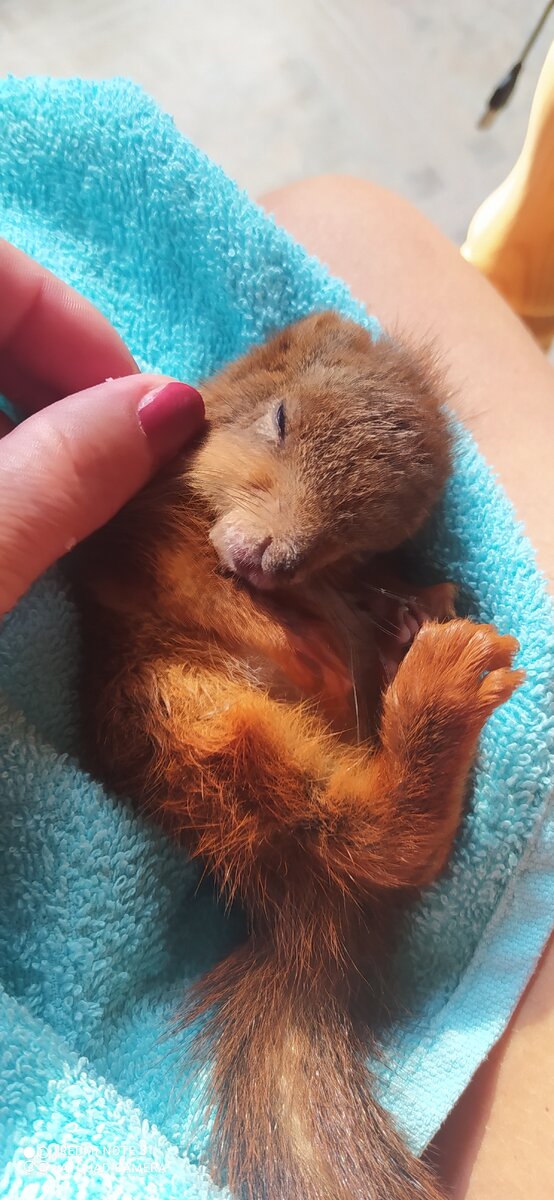 Рыжее утро. Спасаем бельчонка