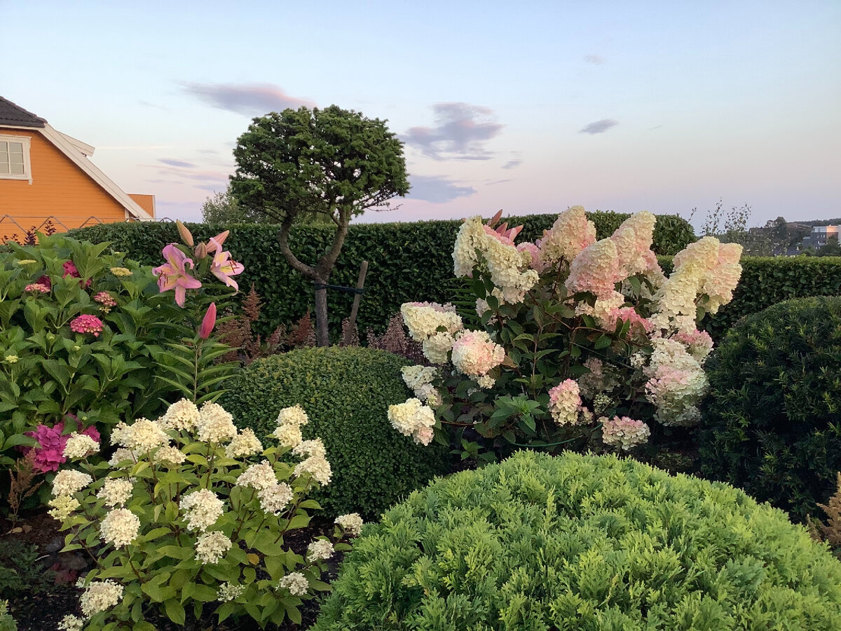 2 фото, листайте. На переднем плане гортензия Little Lime, справа Vanille Frise.