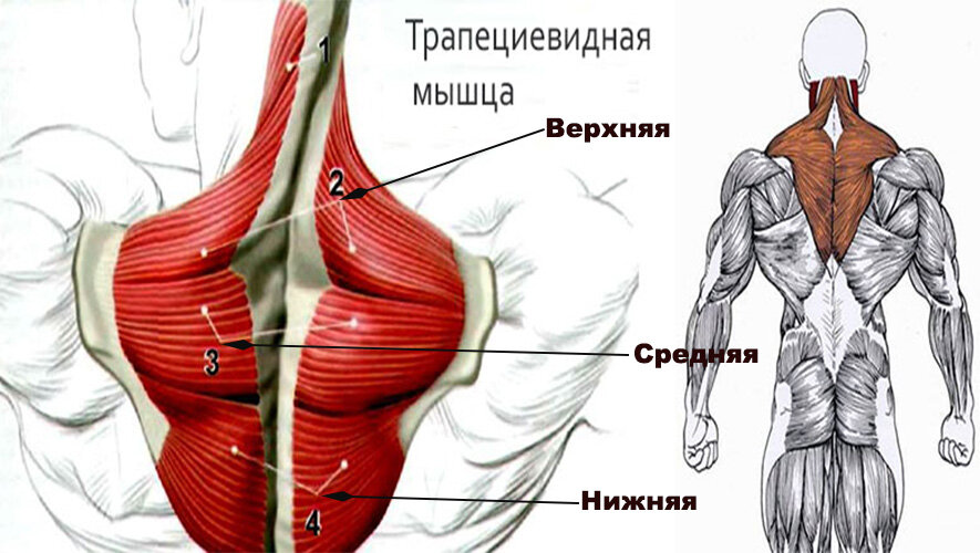 Триггерные точки под лопаткой