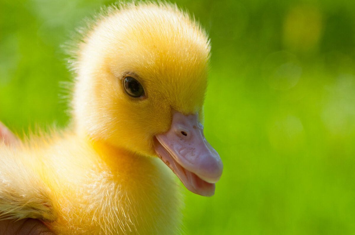 Первым делом нужно поздороваться!