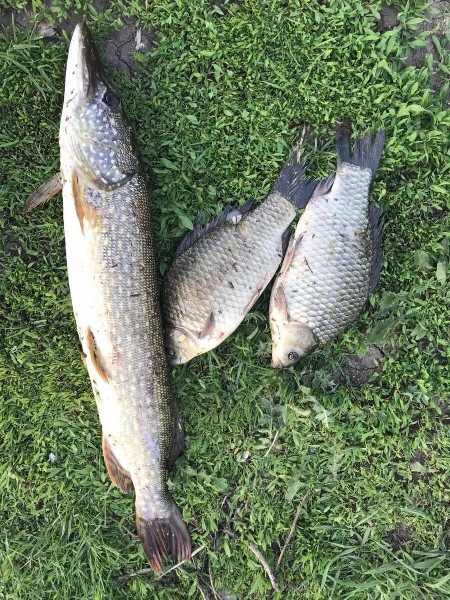 Щука – настоящая царица отечественных водоемов. Наступает осень, а с ней пик тихой охоты на пятнистую красавицу, и ловля щуки в октябре зачастую заканчивается большим уловом. Сезонное похолодание, понижение температуры воды, а с ними и начало активного жора дают возможность выловить трофейный экземпляр. Где искать, как эффективно ловить щуку в октябре и какая погода оптимальная для её поимки — об этом в нашей статье.
Поведение щуки в октябре

Активность зубастой начинается сразу после спада летней жары, продолжается до самого ледостава. В водоемах в этот период происходит «сбой» термоклина. Охлаждение и перемешивание слоев приводят к непрерывному насыщению воды кислородом. Это резко усиливает активность щуки.                                          Где искать щуку в октябре

В осенний период меняют «насиженные» летние места. Если раннее можно было поймать зубастую на глубине 1-3 м, то октябрьские поклевки проходят на 4-8 м.

Реки и малые реки

Места обитания на реках, в которых нет глубинного перепада – коряжники и затопленные деревья, заливы. Если есть перепад, максимальная концентрация особей будет именно на месте этого «склона». На мелководье и у береговой линии в октябре остаются только некрупные экземпляры.

Пруд, озеро

В водоемах со стоячей водой щука ведет оседлый образ жизни. Найти рыбу можно:

возле уреза камыша;
в донных ямах;
на бровках.

Дополнительный фактор, стимулирующий сезонный жор – отмирание водорослей, очищение воды. Мелкая рыбешка покидает привычные укрытия, щука отправляется вслед за своим кормом. Рыба «рыщет» по всей акватории водоема в поисках добычи.

Особенности поведения зависят от погодных условий:

Осень теплая. Жор в октябре в самом разгаре. Щука «бросается» на любую приманку.
Холодная. В сильно охлажденной воде метаболизм замедляется. Щука все еще отъедается, но процесс переваривания протекает дольше. Периоды активности становятся реже.      В октябре щука перемещается в глубоководные зоны. Это русловые бровки и свалы. Повышается вероятность найти зубастую, если в таких местах есть затопленное бревно, коряжник и любое другое подводное укрытие.                                              На что ловить

Октябрь – время для испытания и проверки всех возможных снастей и приманок. В этом месяце сохраняется возможность ловли на поплавочную удочку с живцом, использовать можно и спиннинг.

Ловля щуки в октябре на спиннинг

Подходящая длина – 2,4 м. Это универсальный вариант: подходит для дальних забросов с берега и для лова с лодки. Оптимальный строй – быстрый/средне-быстрый. Тест спиннинга для пруда и озера – 5-25 г, остальные водоемы – 10-30 г. Для мест с сильным течением применяют более мощный спиннинг с тестом 10-40 или 15-60. Вместо лески в октябре лучше брать плетеный шнур 0,12-0,24 мм. Катушка безынерционная. Поводок стальной, кевларовый или вольфрамовый, длина – 30-50 см.                           Какие спиннинговые приманки применять

Целесообразнее всего использовать цельные воблеры или блесна. Размер – 10-12 см. Что еще должно быть в арсенале рыбака?

крупные вертушки;
колебалки;
силиконовый виброхвост или твистер с джигом;
бактейлы, стримеры с утяжеленными головками.   На живца

Недостаток – осенью трудно найти хорошего подвижного живца. В виде наживки для щуки берут карасей, пескарей, окуней. Размер рыбки зависит от того, какой улов планируется. Если в водоеме нет крупной рыбы, брать в качестве наживки большого живца тоже не нужно. Допустимый вес варьируется от 100 до 400 г.
