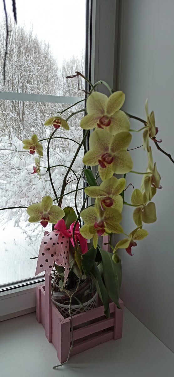 Цветёт одна из моих орхидей. Давно требует пересадки. Корни переросли горшок и ищут, где бы им найти питание. 