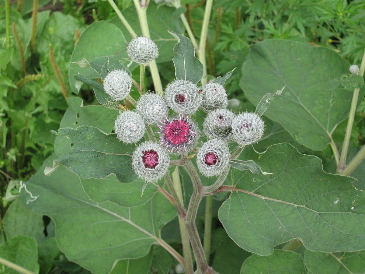 Лопух большой Arctium Lappa l