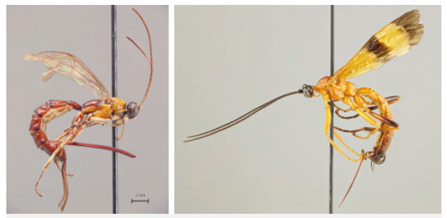 
Осы Acrotaphus сложным образом манипулируют поведением хозяина (Изображение: Кари Каунисто).