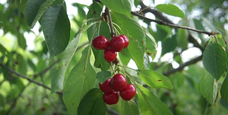Выбираем лучшие сорта черешни для климата средней полосы — чтобы ягоды быливкусными и деревья плодоносили как можно дольше