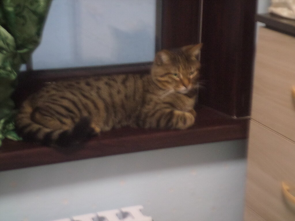 Любимый котик Сква.