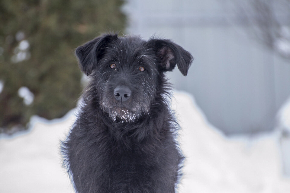 "Очень возможно, что бабушка моя согрешила с ризеном" (почти по Булгакову) 