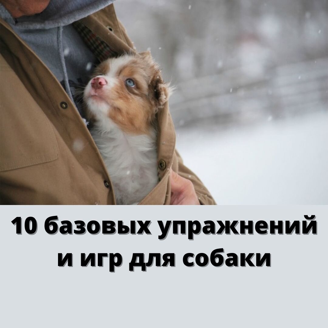 На фото: воспитание щенка, статья кинолога и зоопсихолога Екатерины Кастрицкой